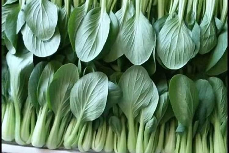 微肥木醋液哪个品牌好