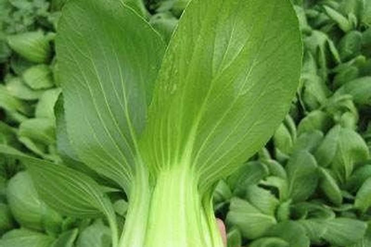 上海青怎么种植 上海青如何种植