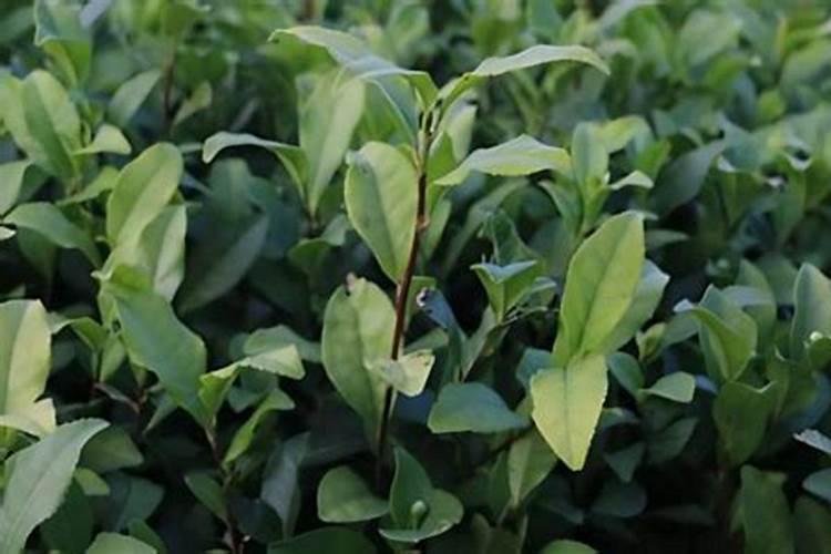 茶树用什么肥料长得快 茶树种植几年可以采摘