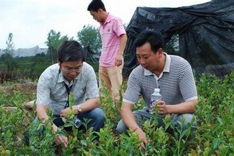 茶树科学施肥原则