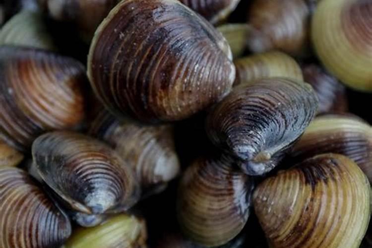 我在河边挖到几个贝壳。放到盆里养,请问能养活吗？能长多大？