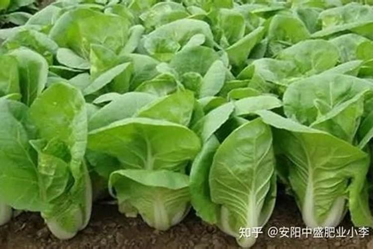 蔬菜底肥放什么肥好(底肥施用方法)