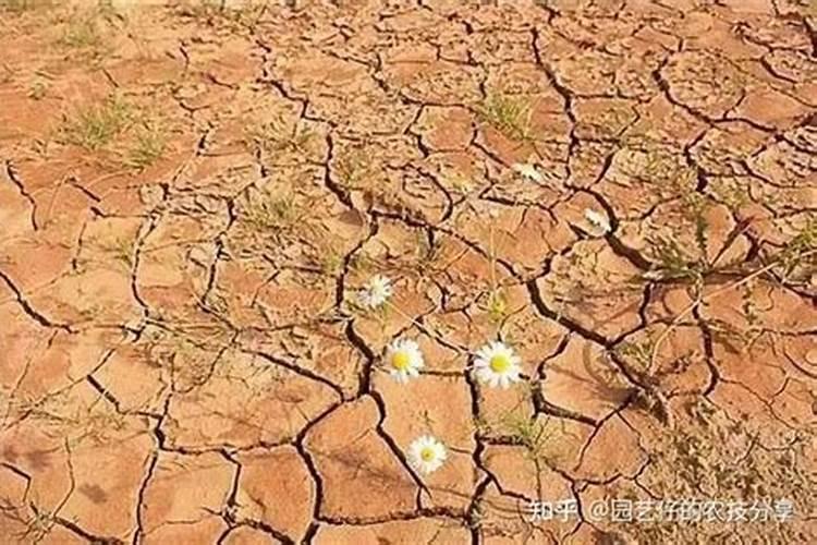 盐碱地下尿素可以吗