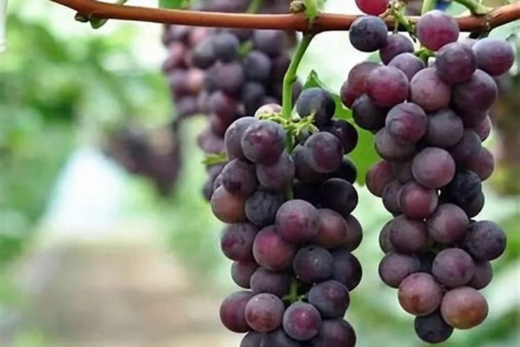 施什么肥能增加水果的甜度