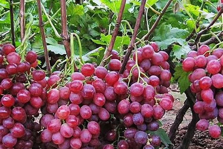 果树专用肥有那些品牌？