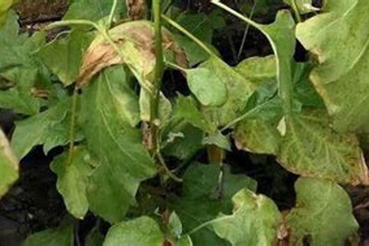 家里植物用什么施肥