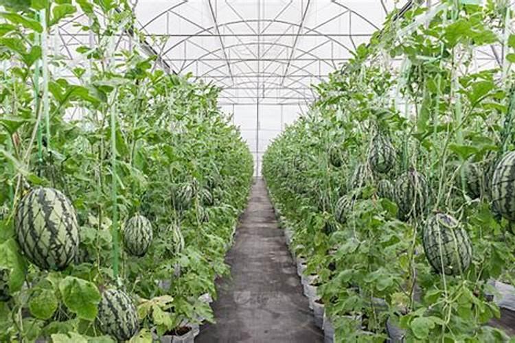 西瓜种植与施肥技术