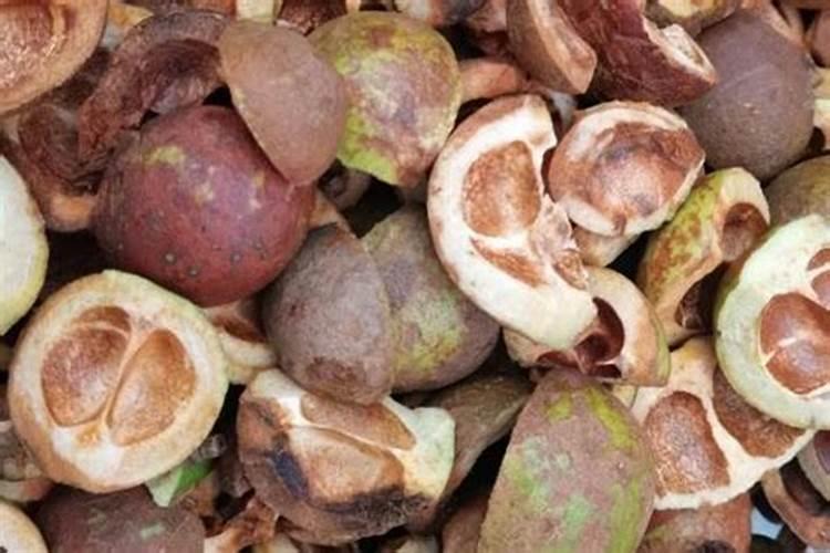 喝过的茶叶怎么发酵成肥料