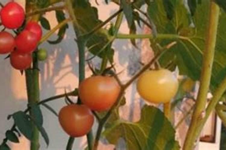 尿素和复合肥可以喷到番茄叶子上吗？