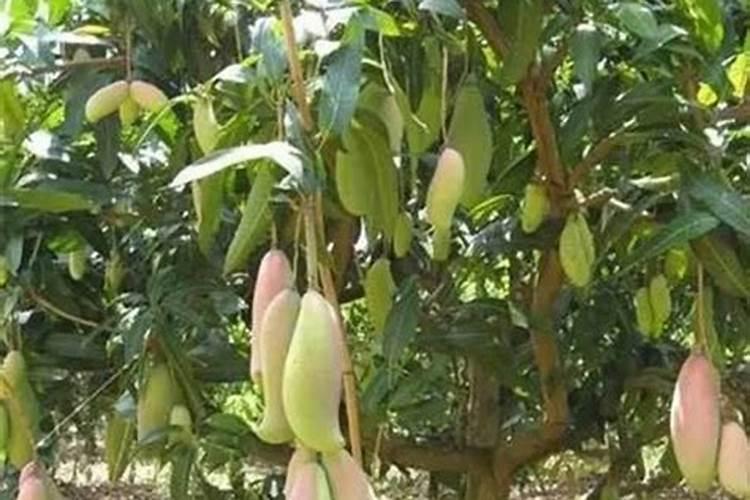 芒果结果树主要管理措施是什么？