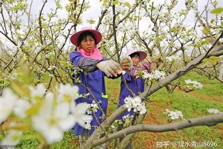 磷酸二氢钾正确施肥方法