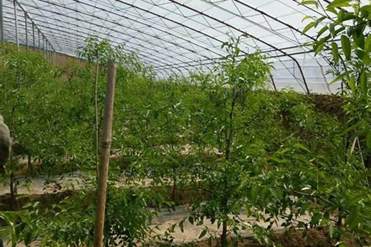 请问各位老师,冷棚冬枣现在追啥肥好？谢谢