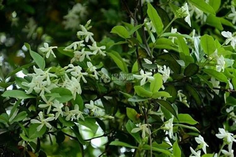 无花果用什么肥料最好