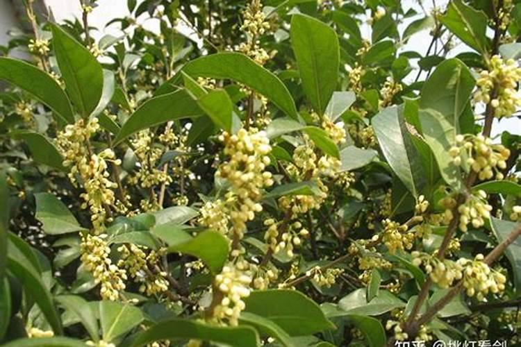 桂花施肥都有什么要求啊？