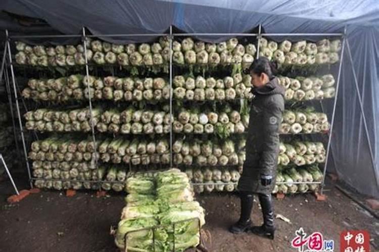 缅甸西瓜瓜瓤发粉发白怎么回事？