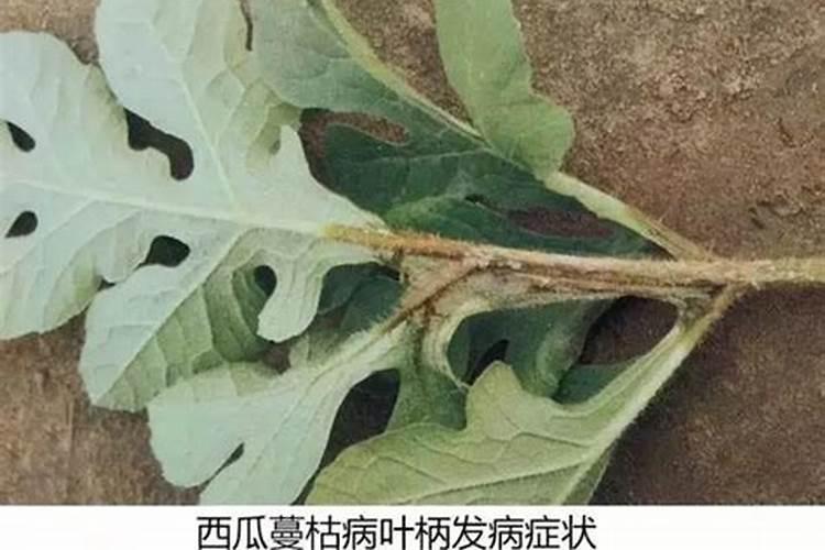 猪价、蛋价“大涨没完”,又有1样东西“涨成妖孽”,到底啥情况百度知 ...