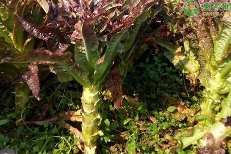 亚磷酸钾对红莴笋生长有什么作用？