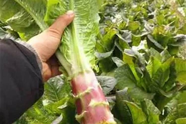 红莴笋怎么施肥？