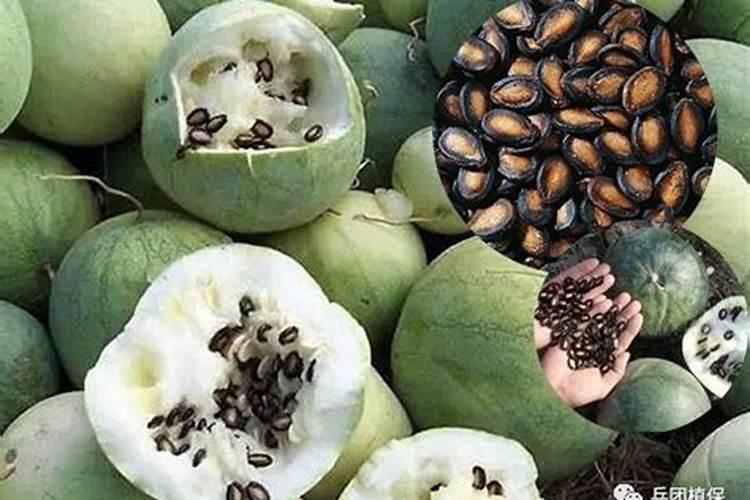 打瓜叶面可以喷施尿素吗？打瓜白粉病初期如何治疗？