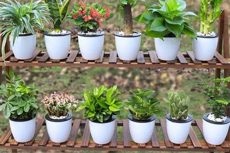 奥绿肥A2可以用于什么花卉(奥绿a2缓释肥适合什么花)