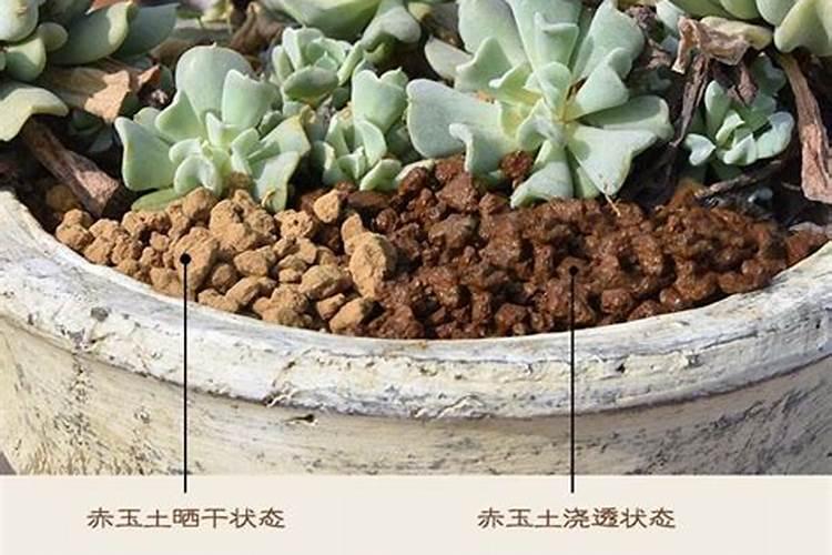 绿萝什么月份施肥