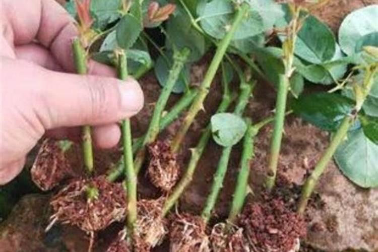 芸苔素内酯做扦插可以用吗？