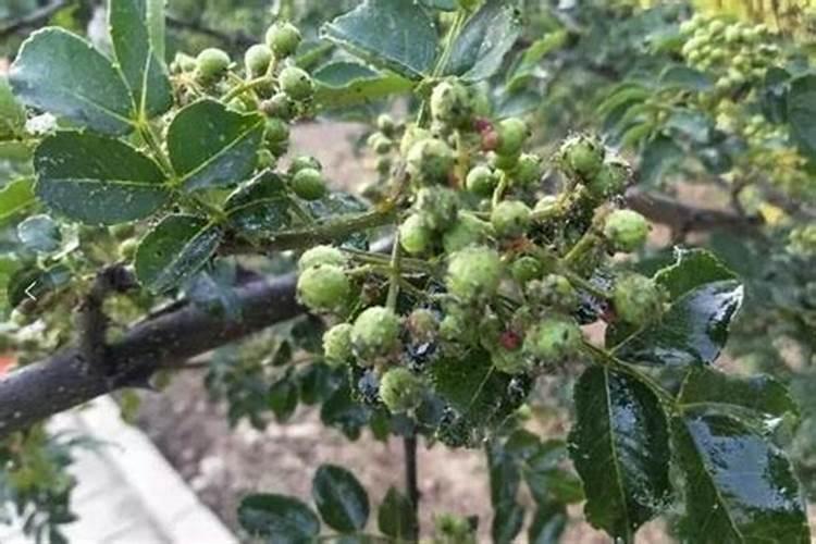 花椒树施什么肥