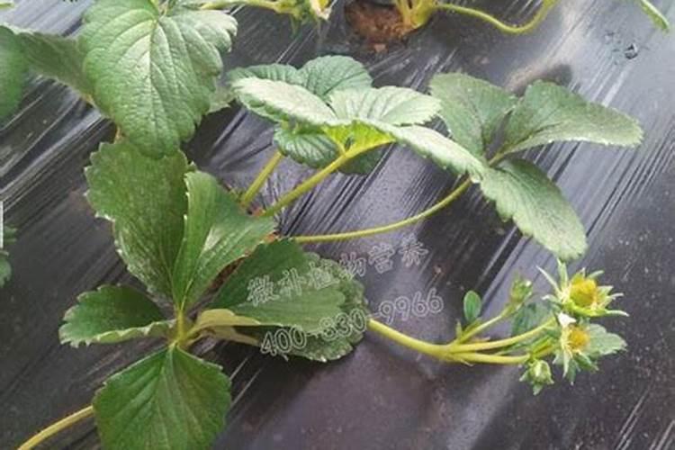 草莓花径短,直接在花芯处开花是什么原因？