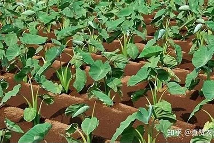 ...地里施什么肥好？老有虫子咬红薯,用什么药能治地下害虫？