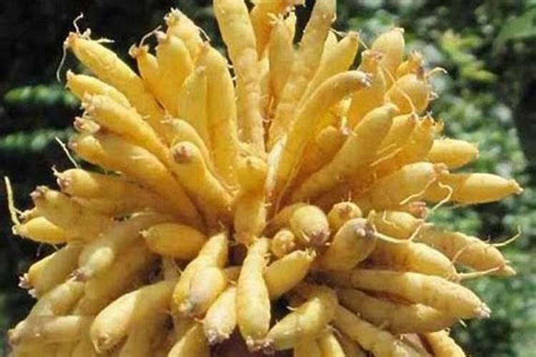 钙镁磷肥怎样用效果好 钙镁磷肥使用注意事项有哪些