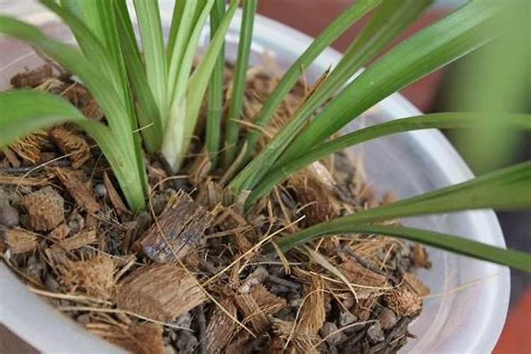花生追肥用复合肥还是尿素,花生追肥用什么肥料好