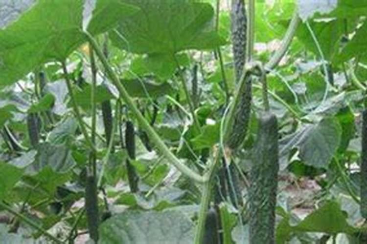 黄瓜用什么肥料好