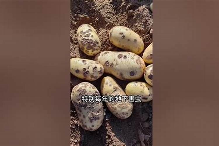 尿素水的作用叶面喷土豆每次用量多少