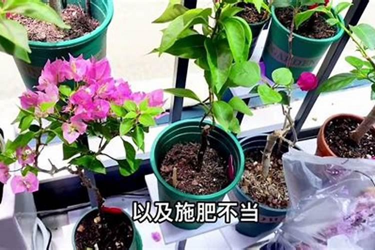 下小雨撒尿素可以吗
