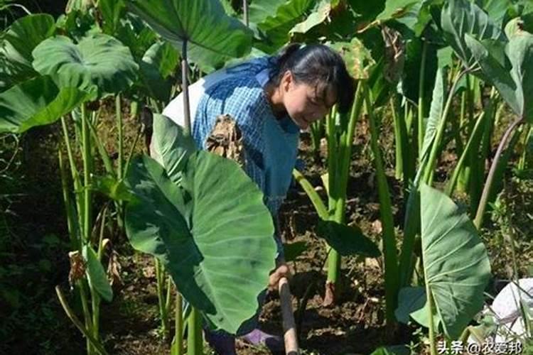 种豌豆尖用什么肥料