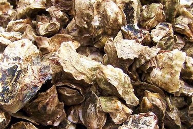 牡蛎壳粉可以做肥料吗
