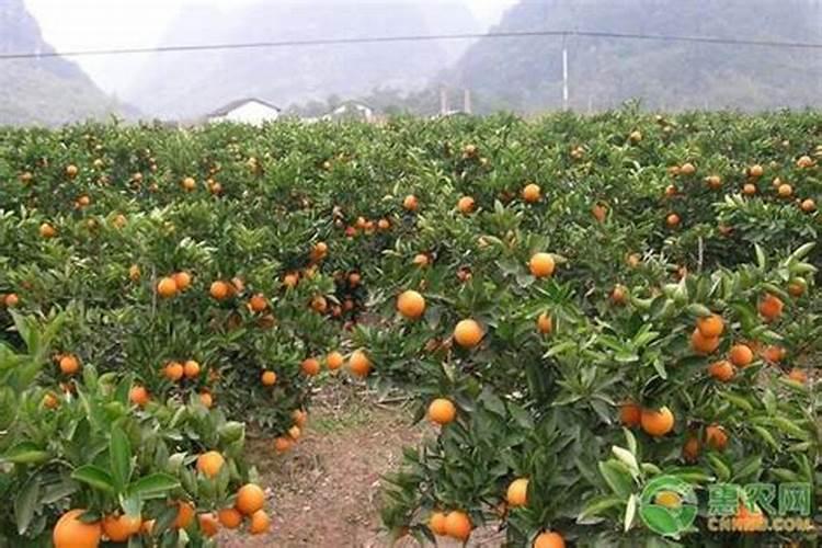 沙糖桔高产的方法是什么 种植中需要注意什么