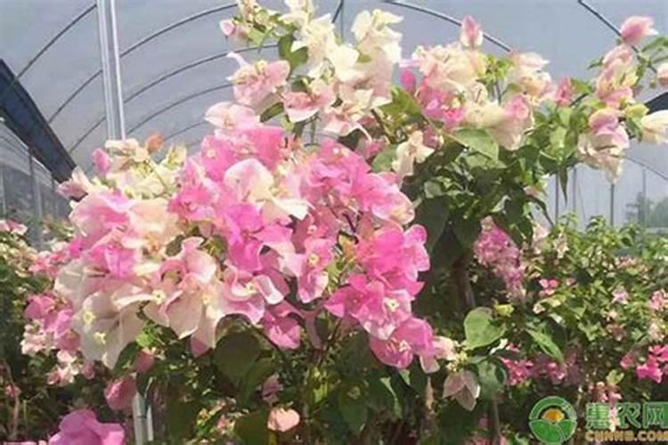 黄瓜如何正确施肥
