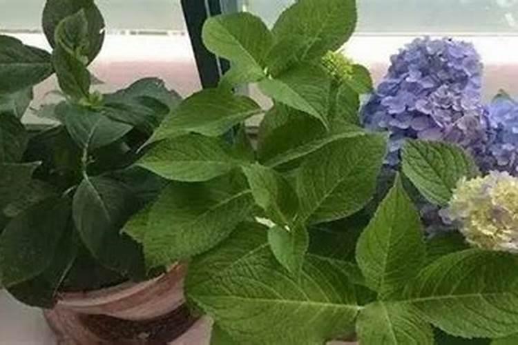 钾肥可以给绣球花用吗