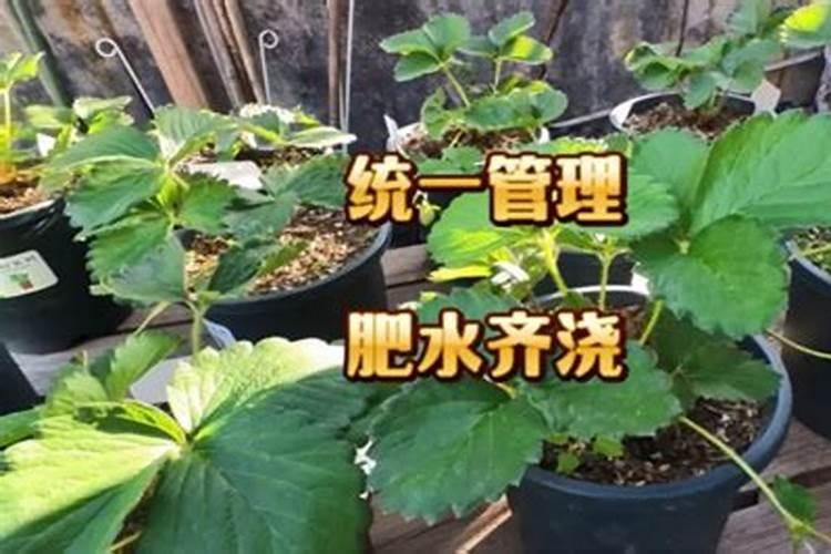 草莓缺钙冲施什么肥料