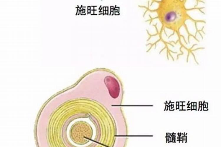 氨基酸在果树哪个时期用最佳