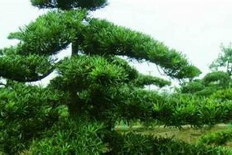 罗汉松施肥,用什么肥料？？