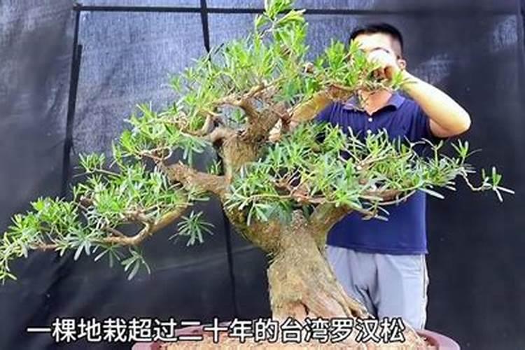 地栽罗汉松的养殖方法 正确地栽罗汉松的养护窍门