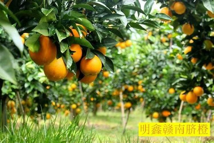 咪鲜胺和磷酸二氢钾可以用在脐橙树上吗？