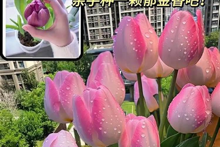茶花多久缓苗成功