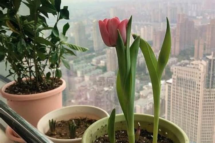 郁金香怎么施肥