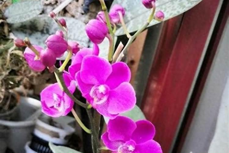 葵花底肥放什么肥好(底肥施用方法)