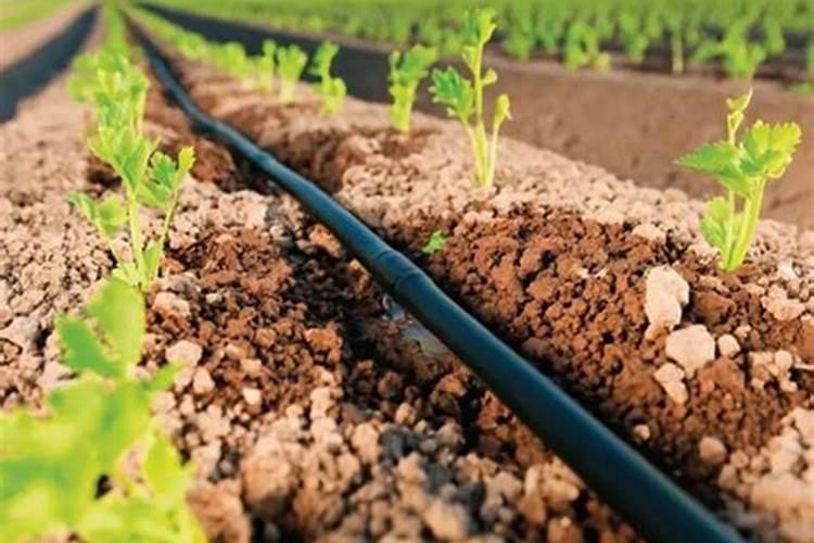 家庭养殖花卉需要哪些肥料 绿植肥料有几种