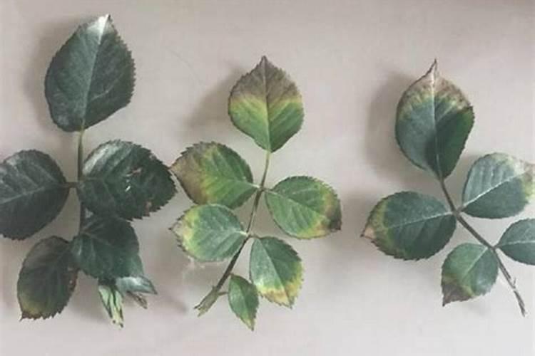 植物叶子边缘焦萎怎么回事？