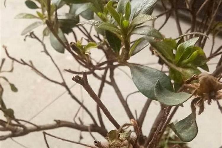 长寿花黄叶子边缘枯萎什么原因花卉百科